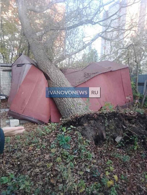 В Иванове упавшее дерево проломило гараж